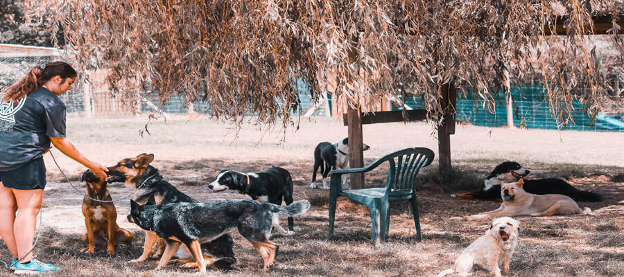 Helping a Rescue Dog Build Confidence: A Step-by-Step Guide for Pet Owners